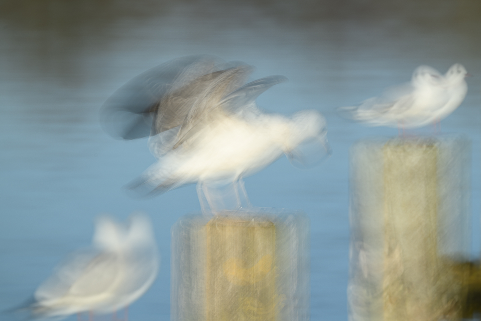 22. Möwen auf Pfahl.jpg