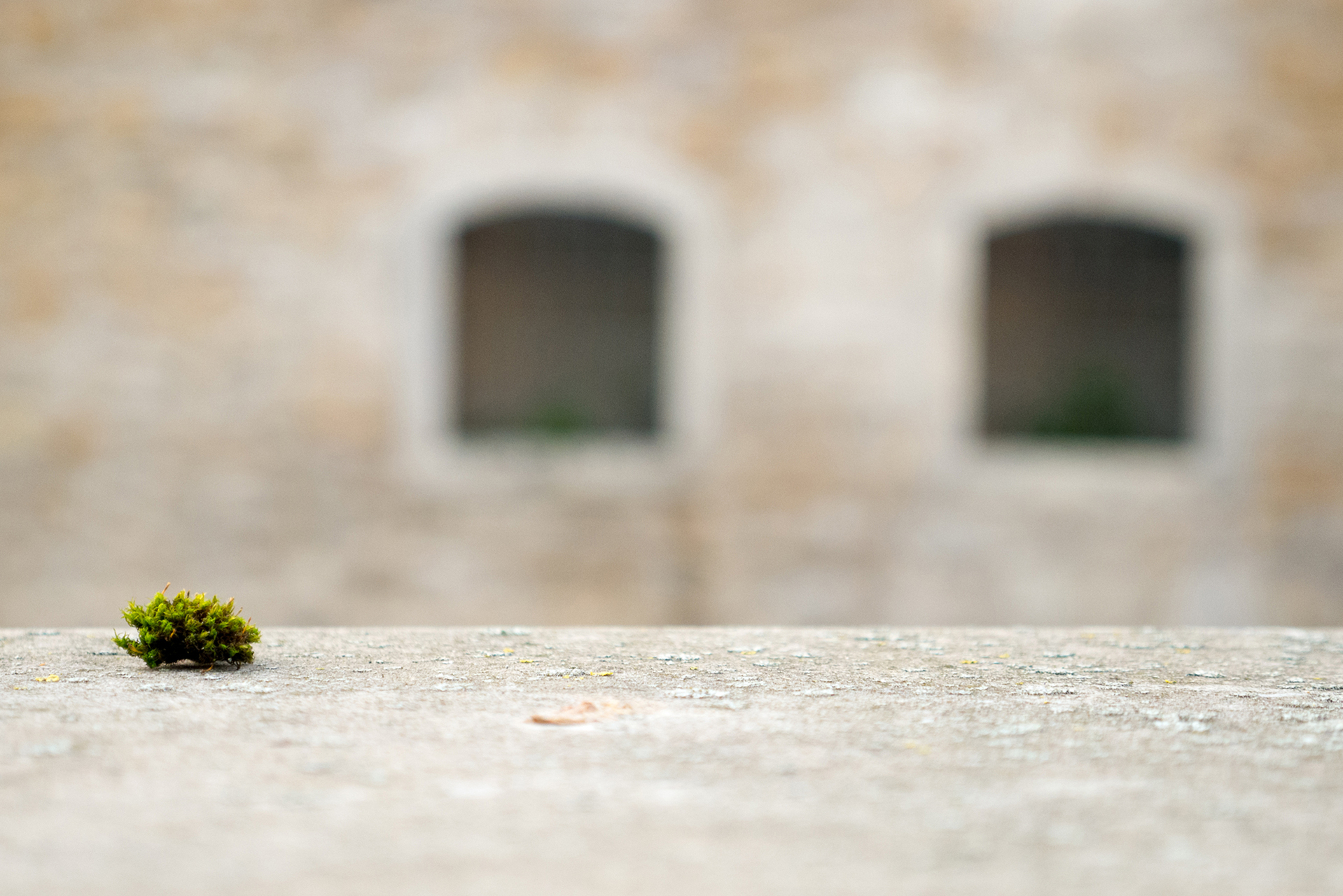 Platz 17 Miniaturgestrüpp.jpg