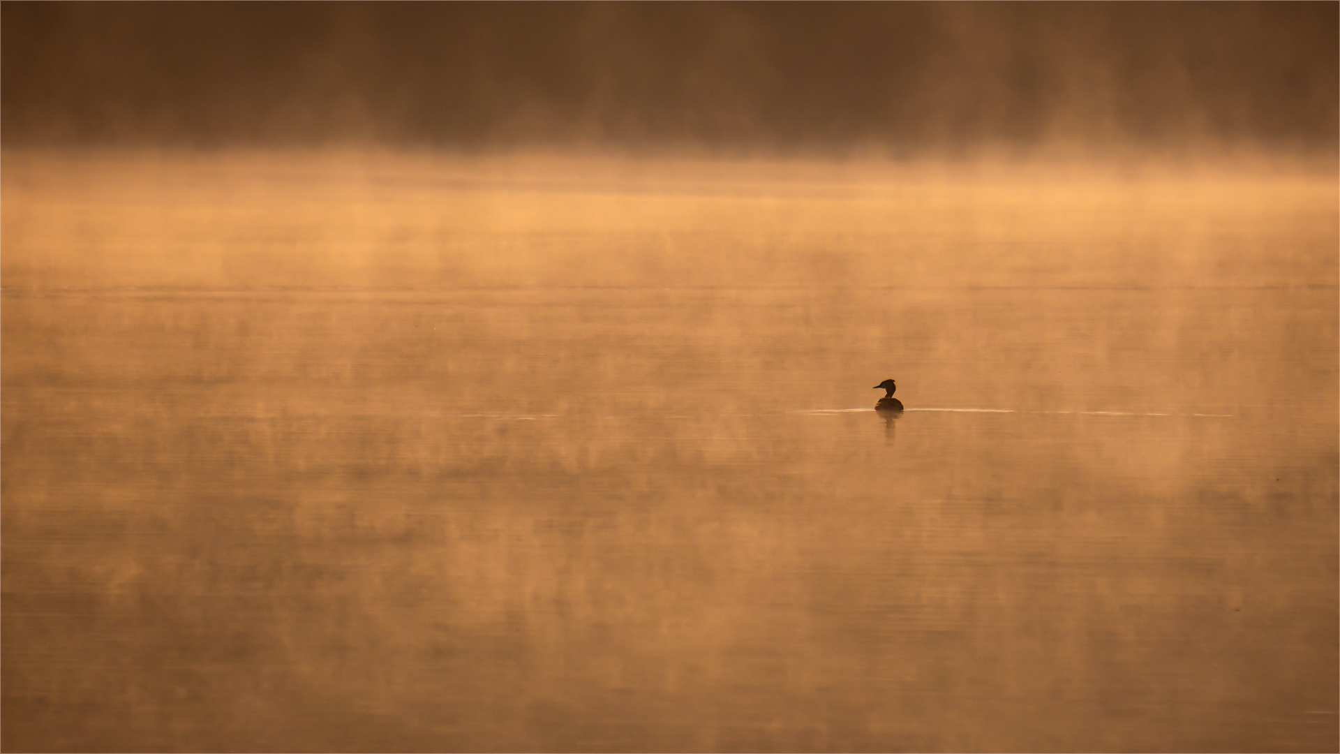 Platz 14 W3 Haubentaucher.jpg