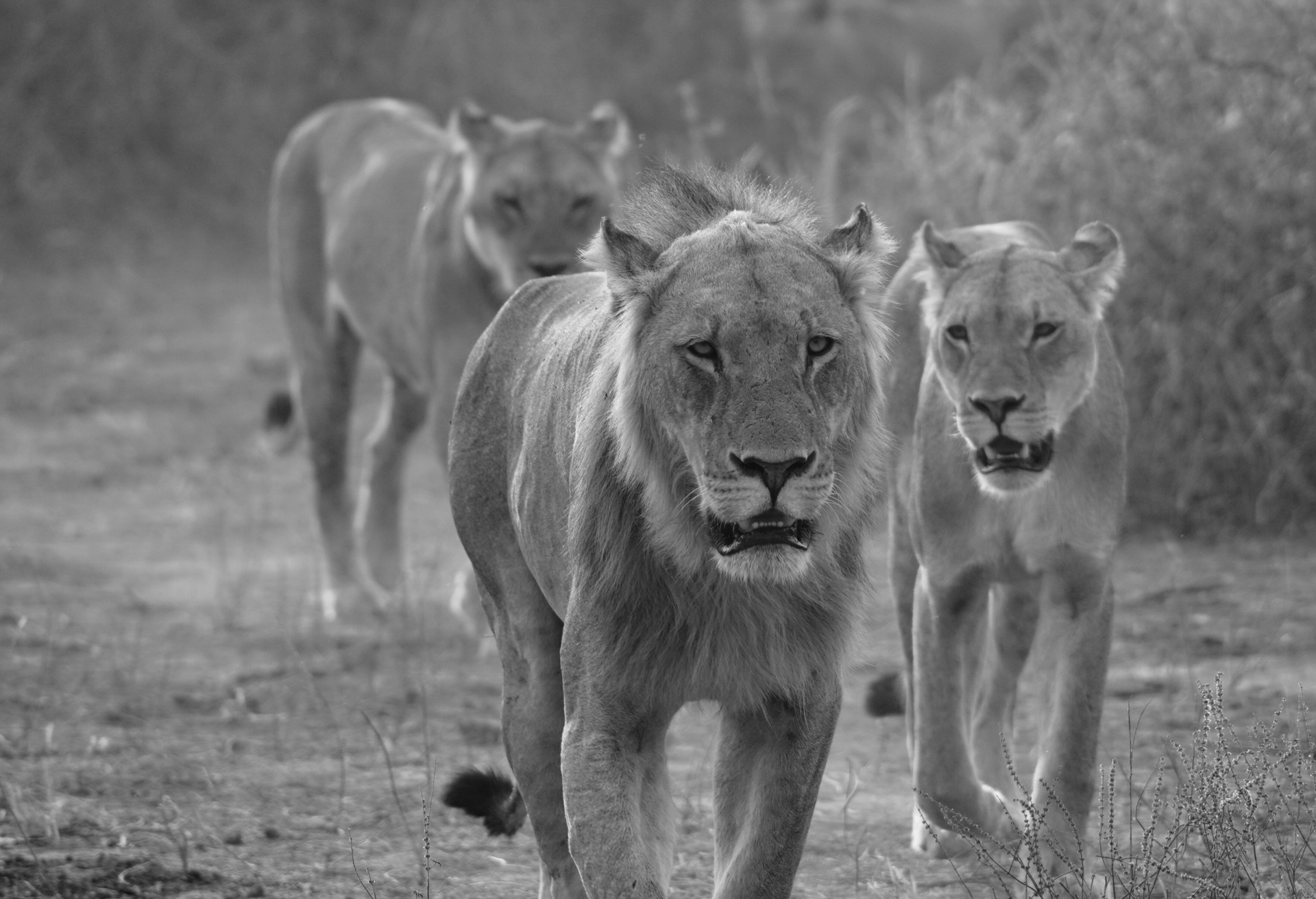 Löwen im Etoscha-Nationalpark