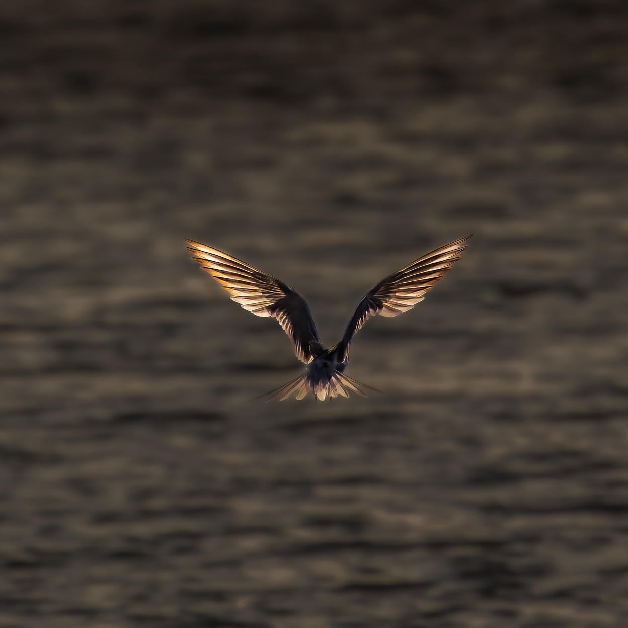 Flussseeschwalbe, Millingerwaard
