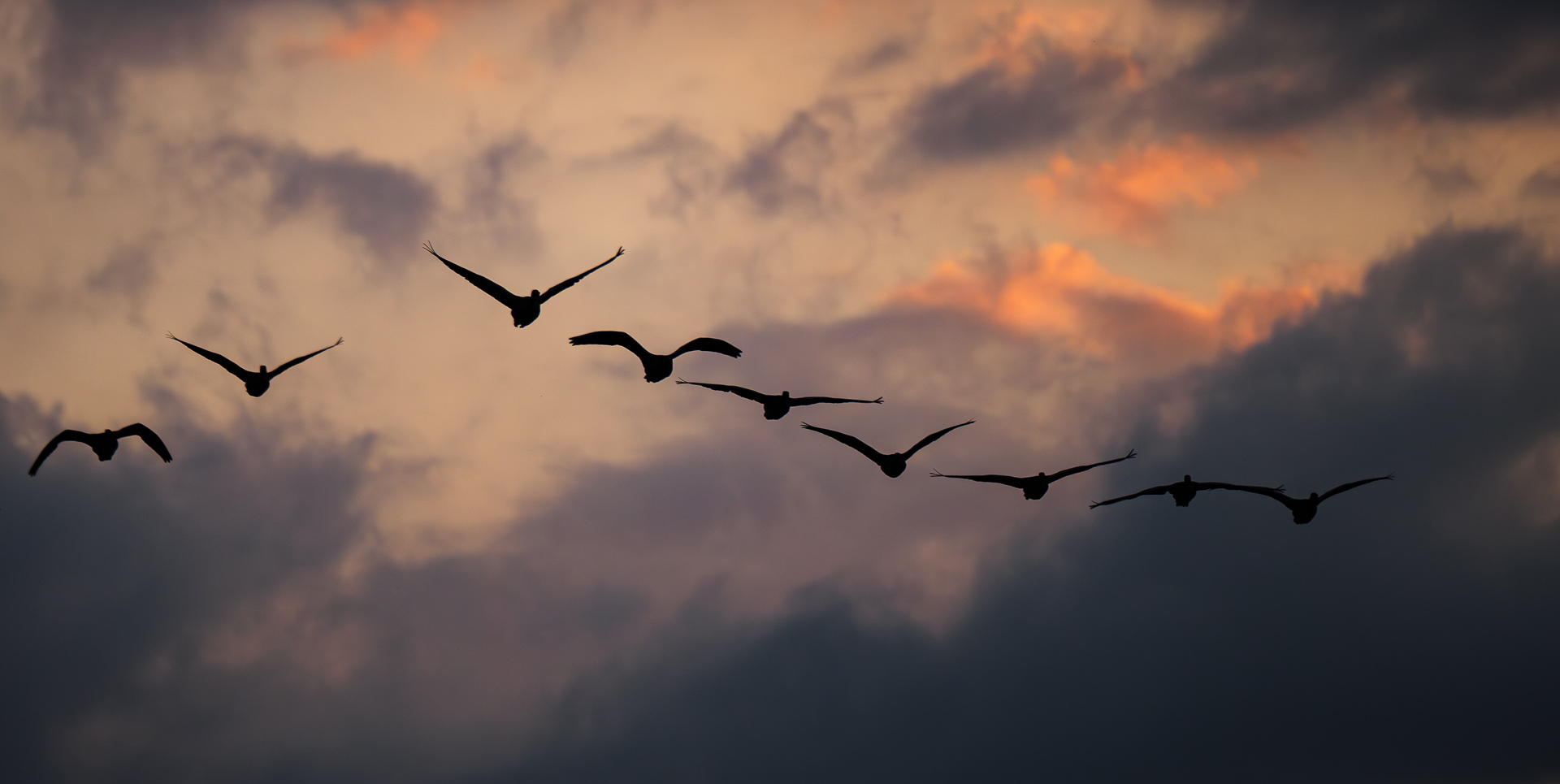 Gänse im Abendlicht, Rieselfelder Münster