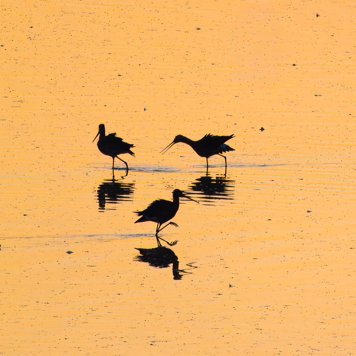 Uferschnepfen, Rieselfelder Münster