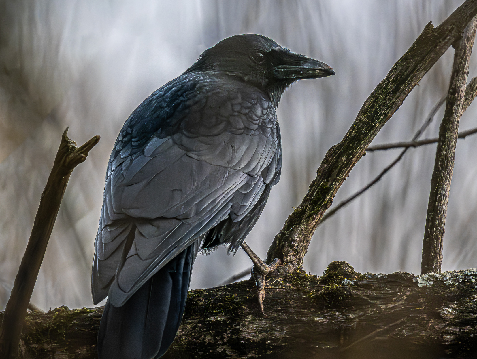 Rabenkrähe, Urdenbacher Kämpe