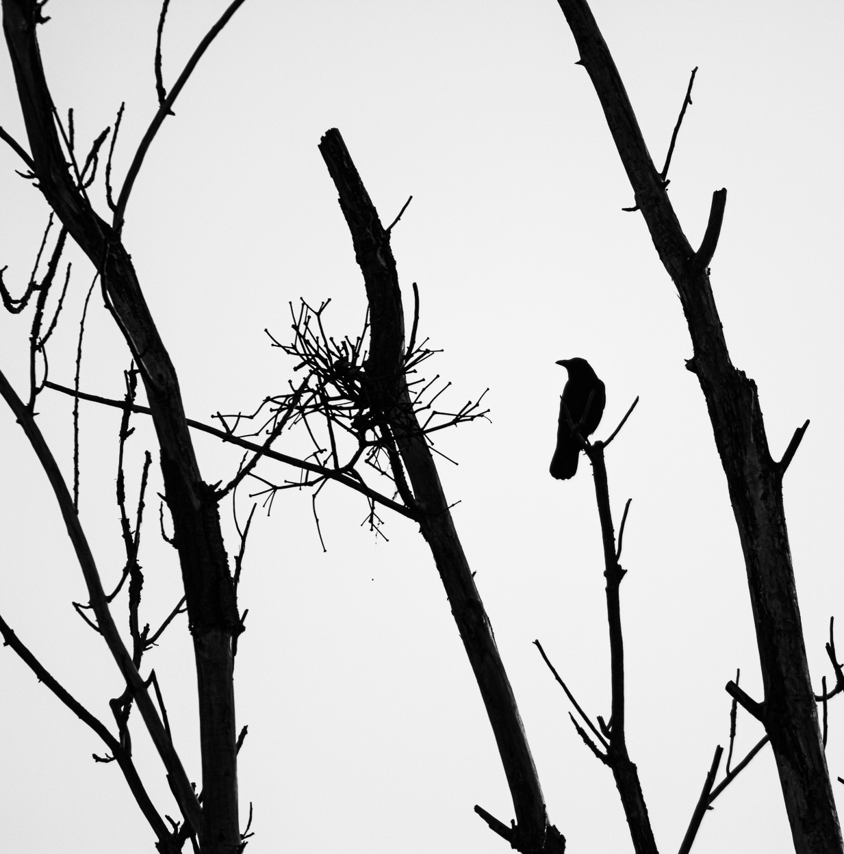 Saatkrähe, Urdenbacher Kämpe