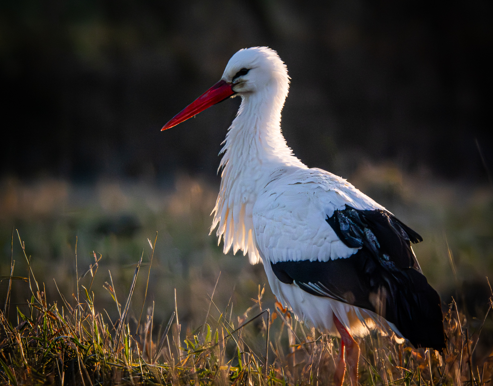 Weißstorch im Morgenlicht, Urdenbacher Kämpe