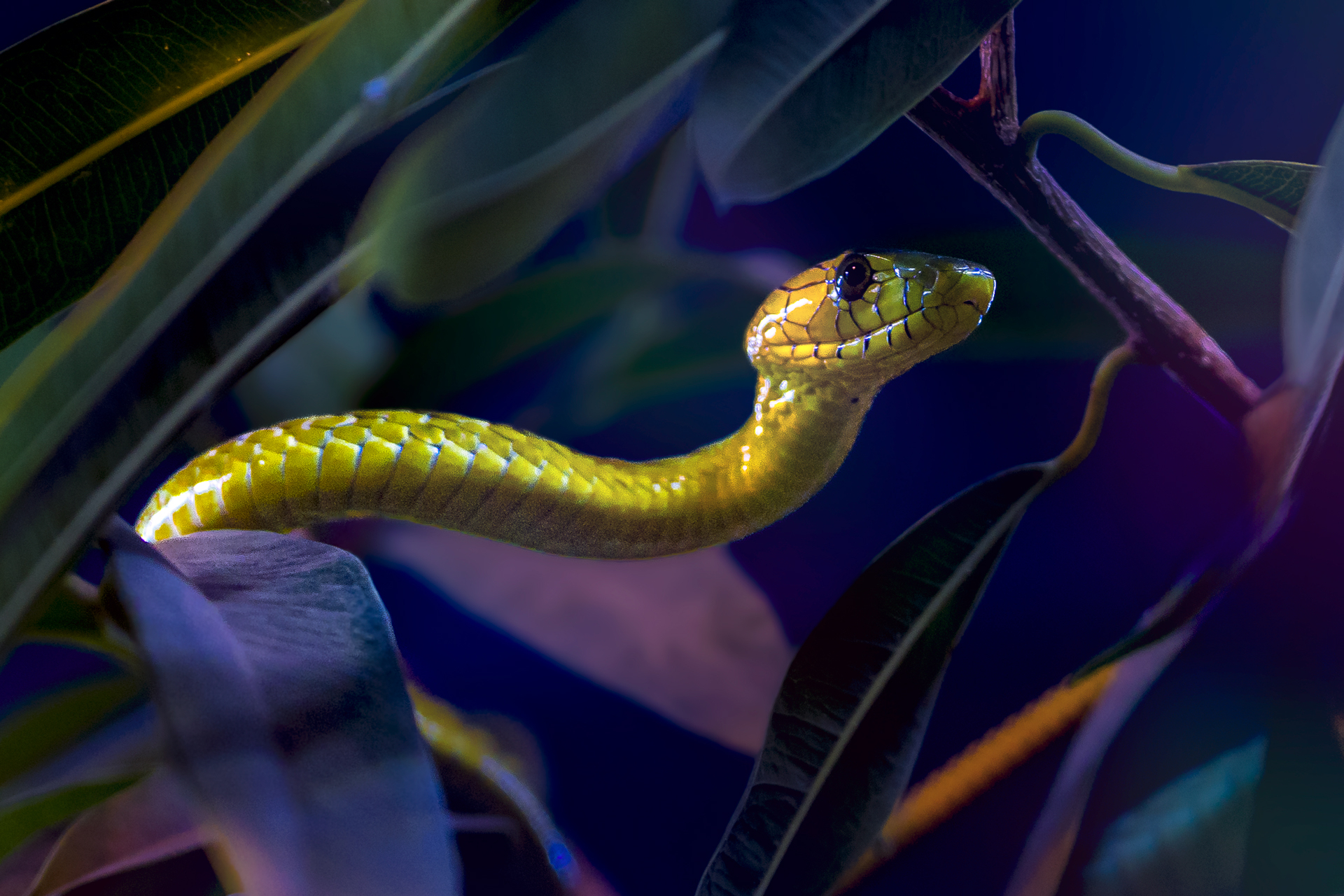 Grüne Mamba.jpg