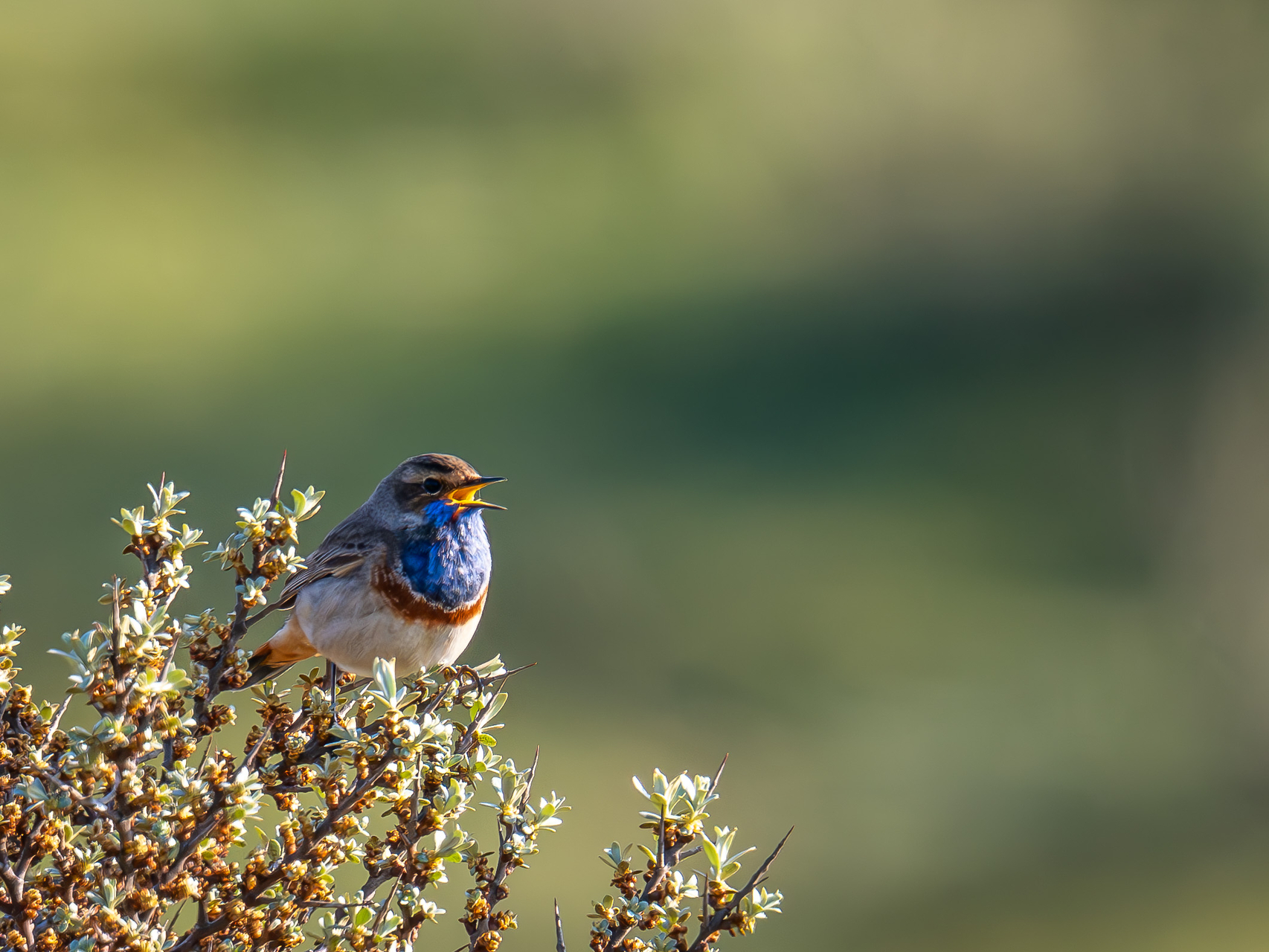 Blaukehlchen.jpg