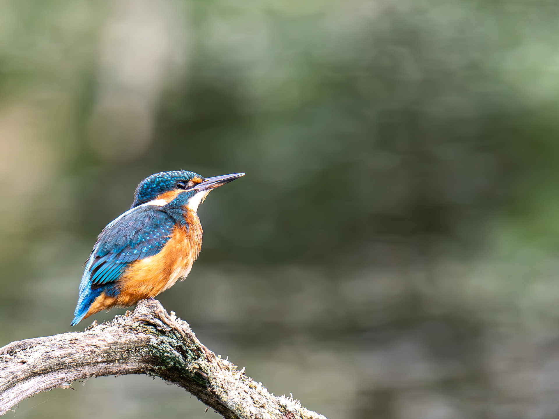 Eisvogel.jpg
