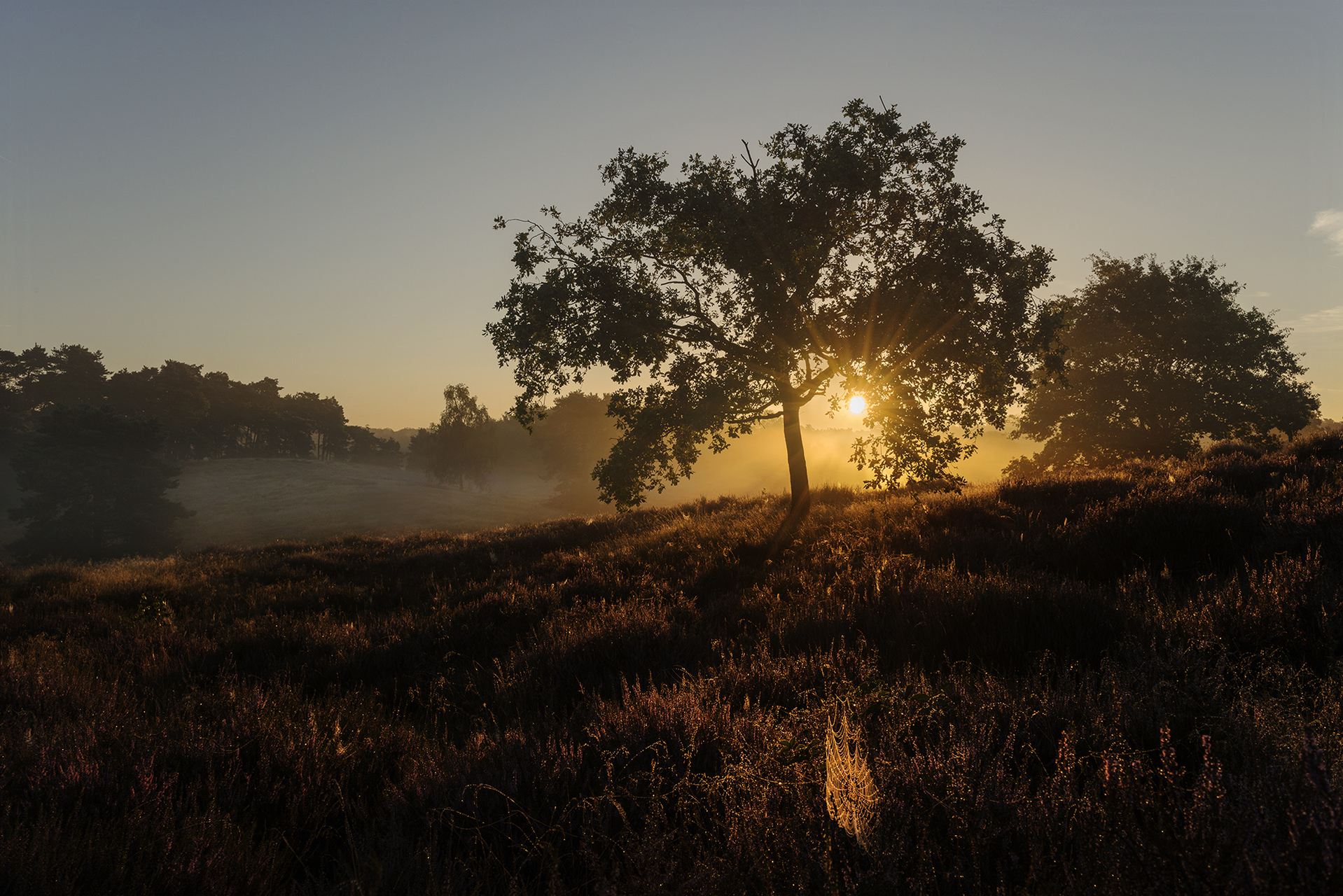 Platz 02 First Light.jpg