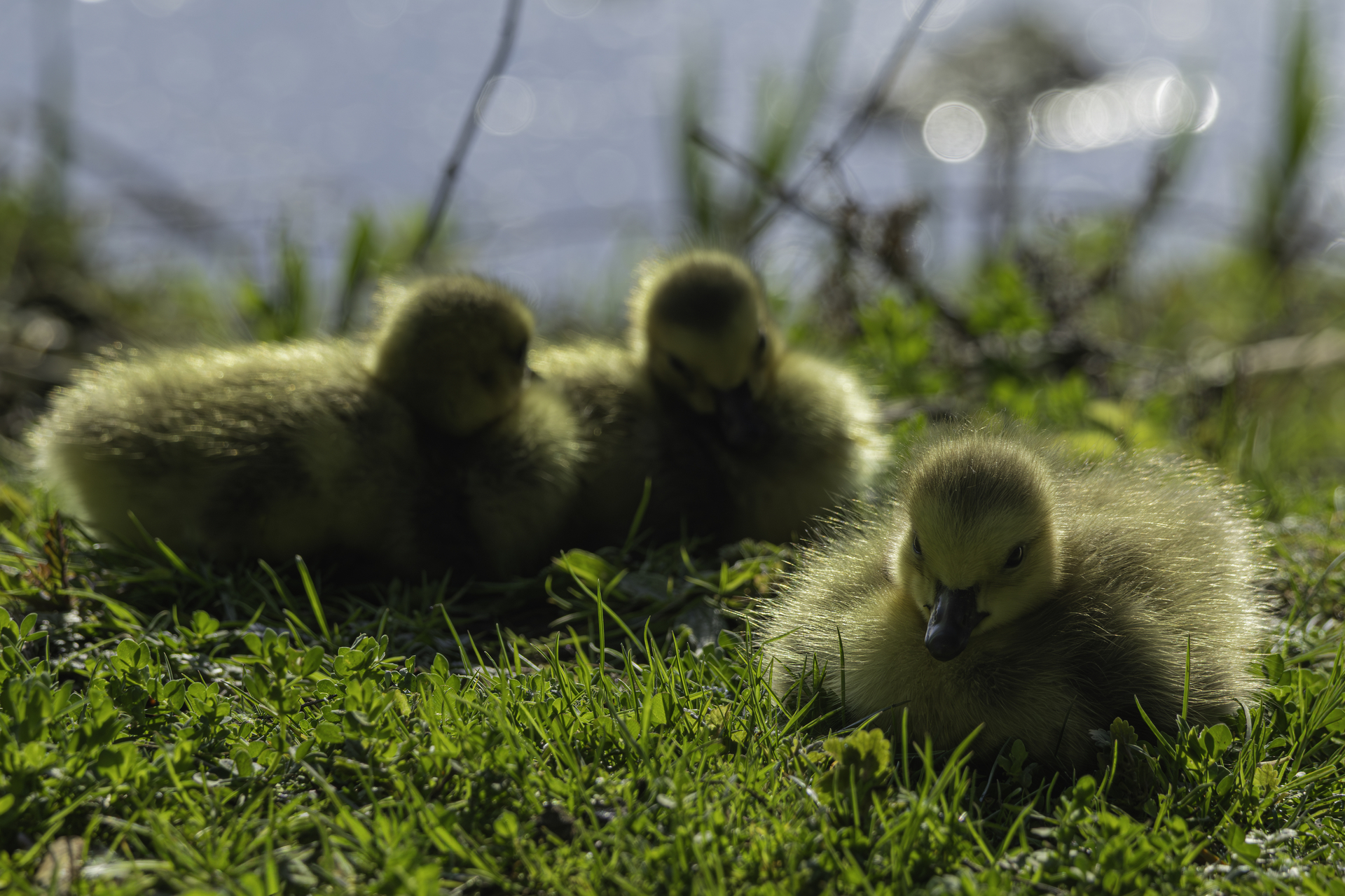 Platz 14 Flausch im Gegenlicht