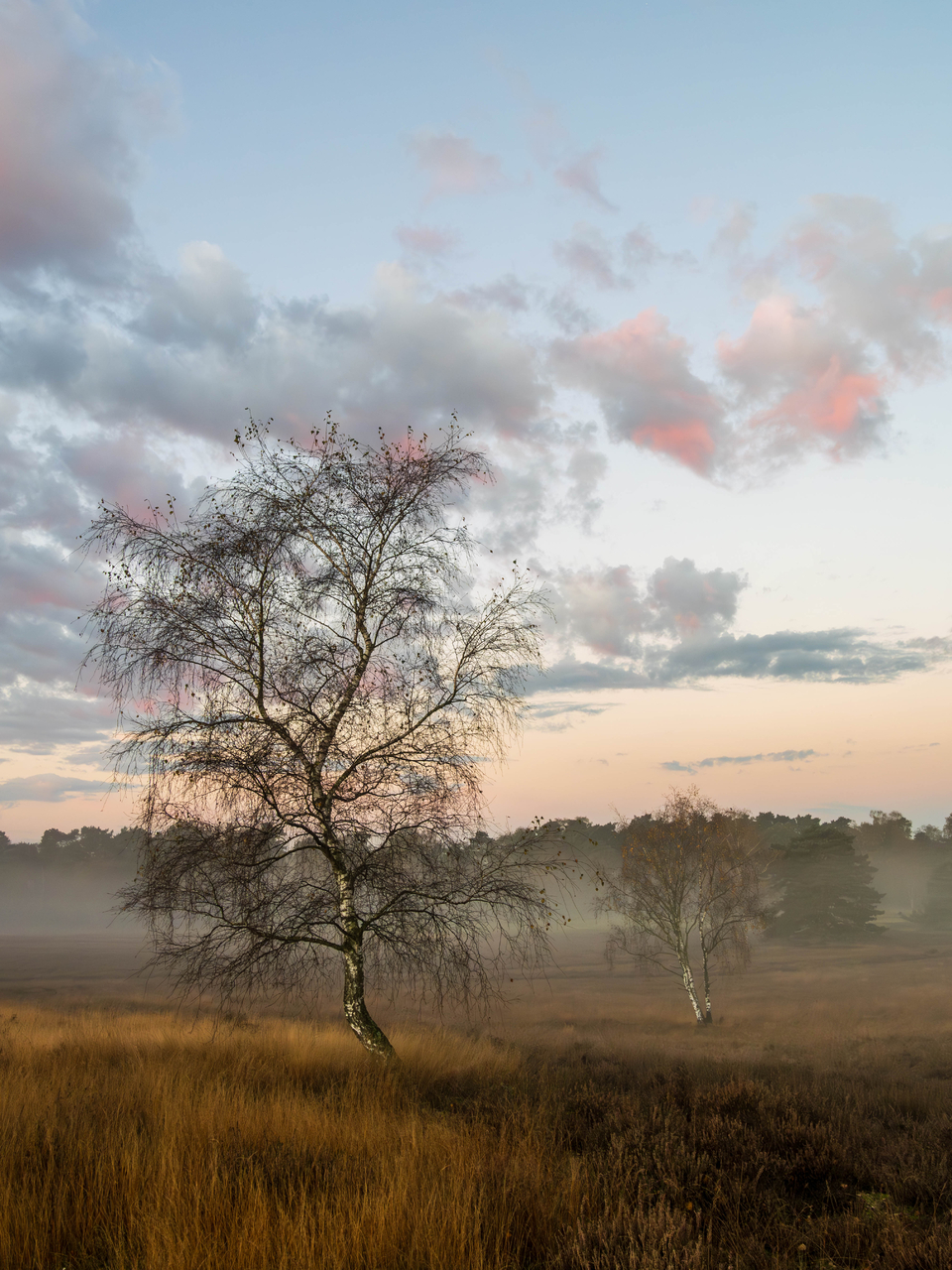 In_der_Heide.jpg