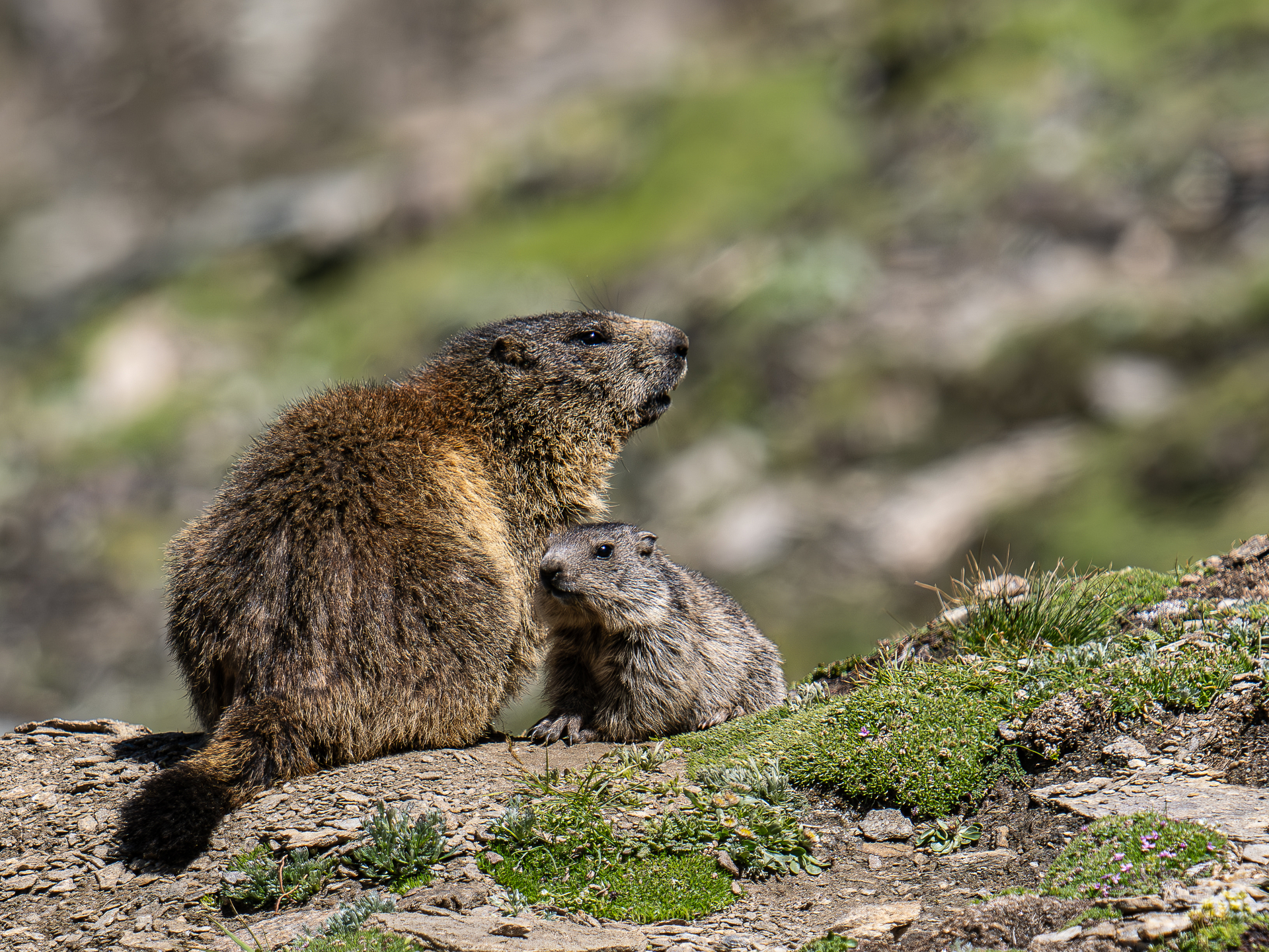 Murmeltiere.jpg