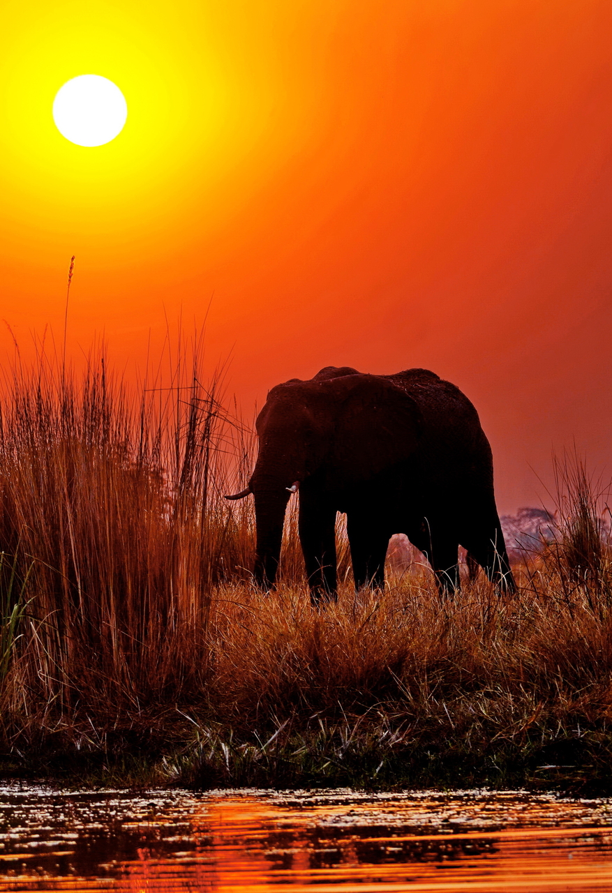 Platz 07 Sonnenelefant