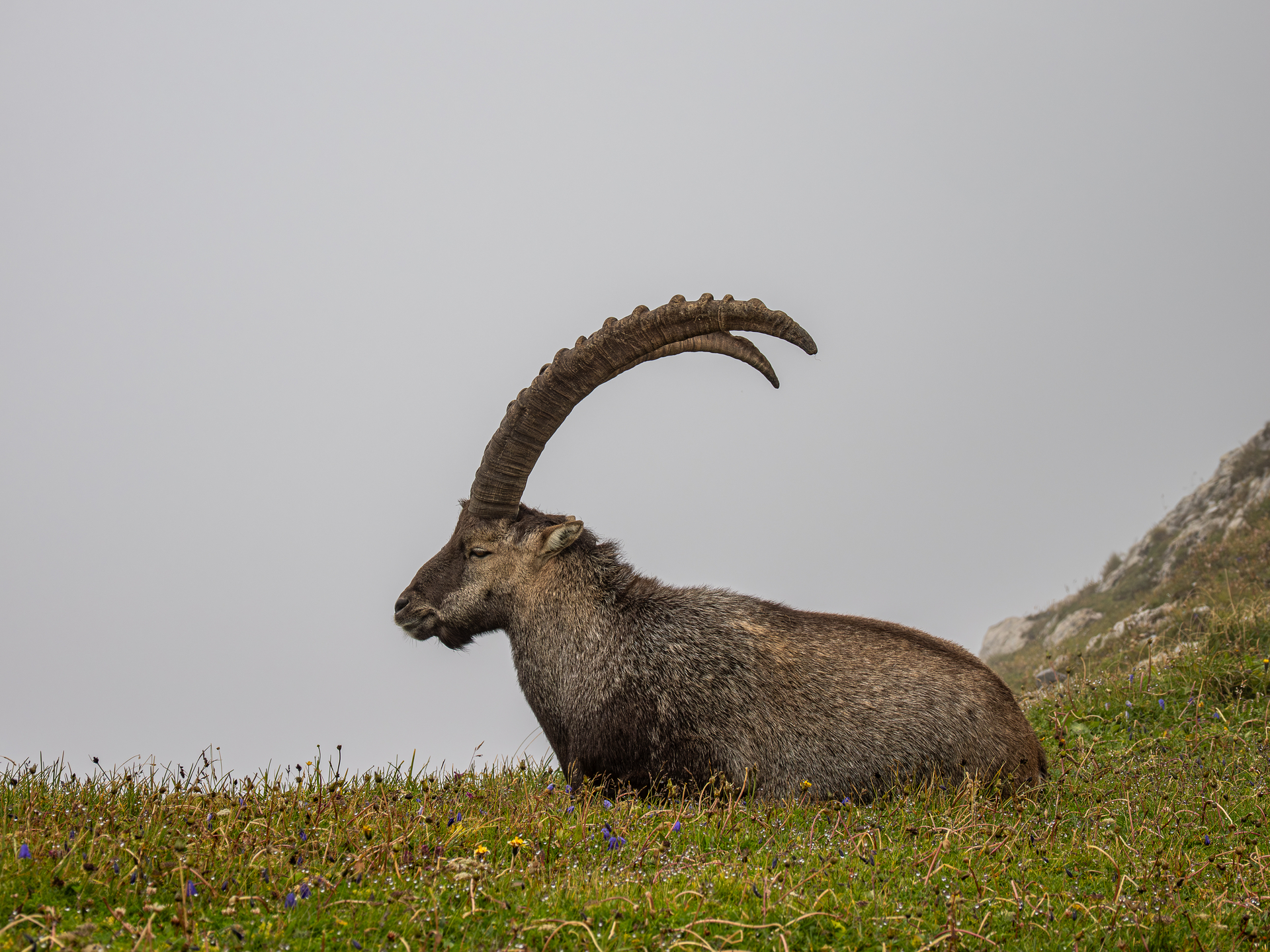 Steinbock.jpg