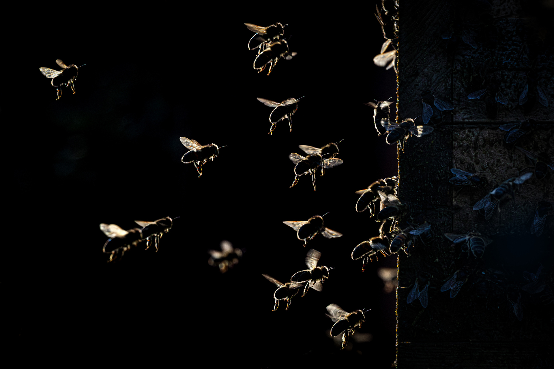 12-Angriff der Räuberbienen.jpg