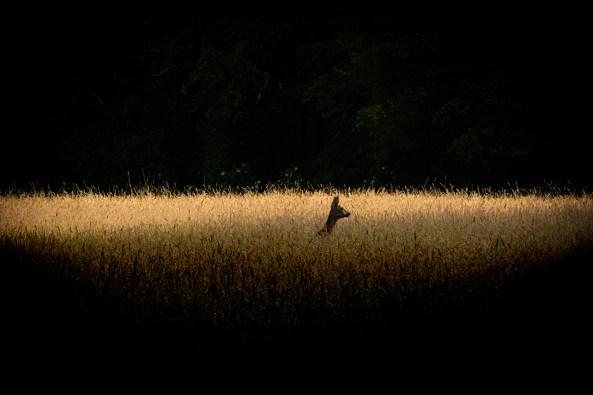 13-Spotlight.jpg
