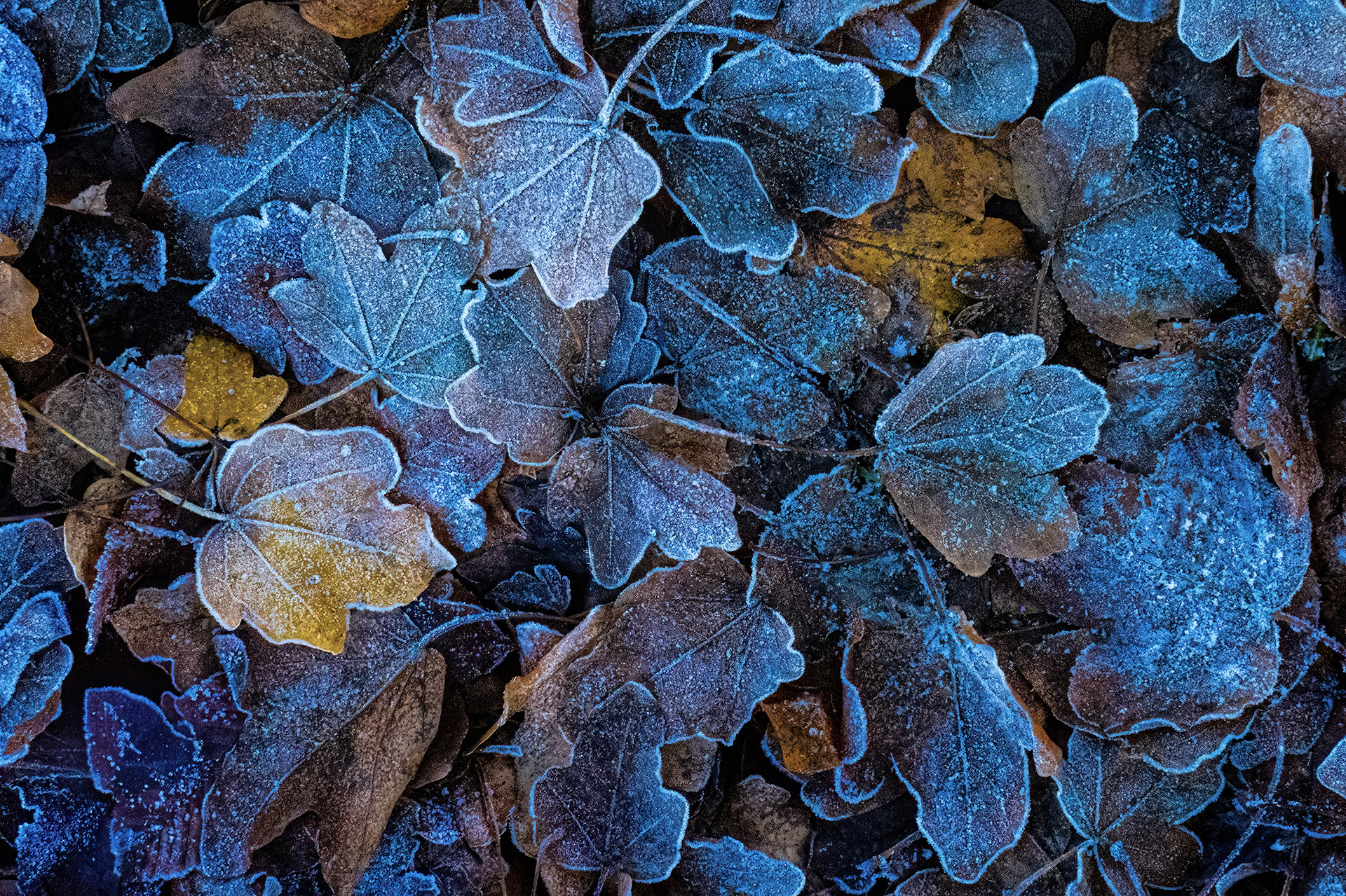 05-Frozen.jpg