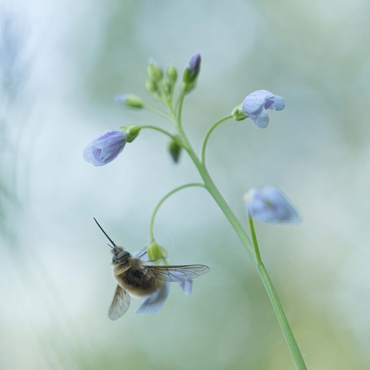 09_Wollschweber an Wiesenschaumkraut.jpg