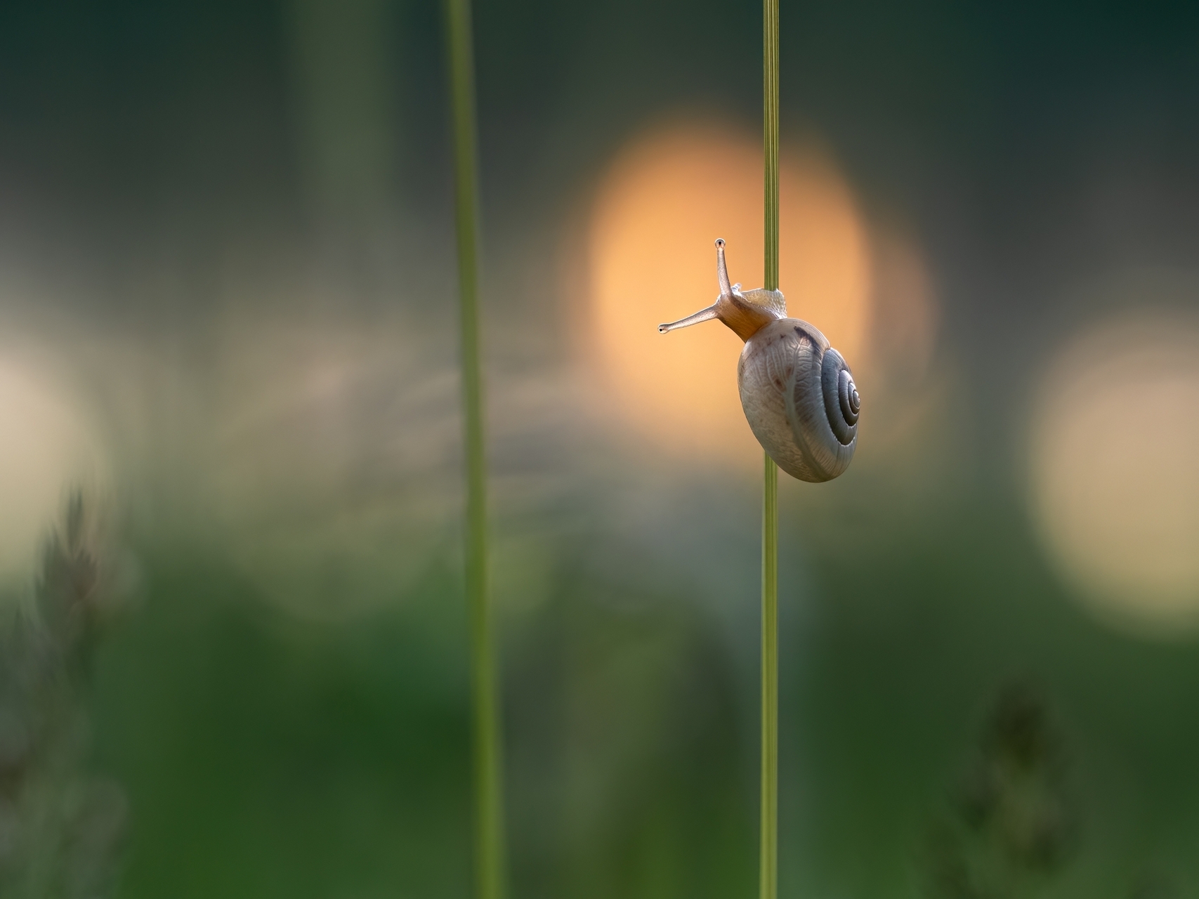 14_Blick der Schnirkelschnecke in die Abendsonne.jpg