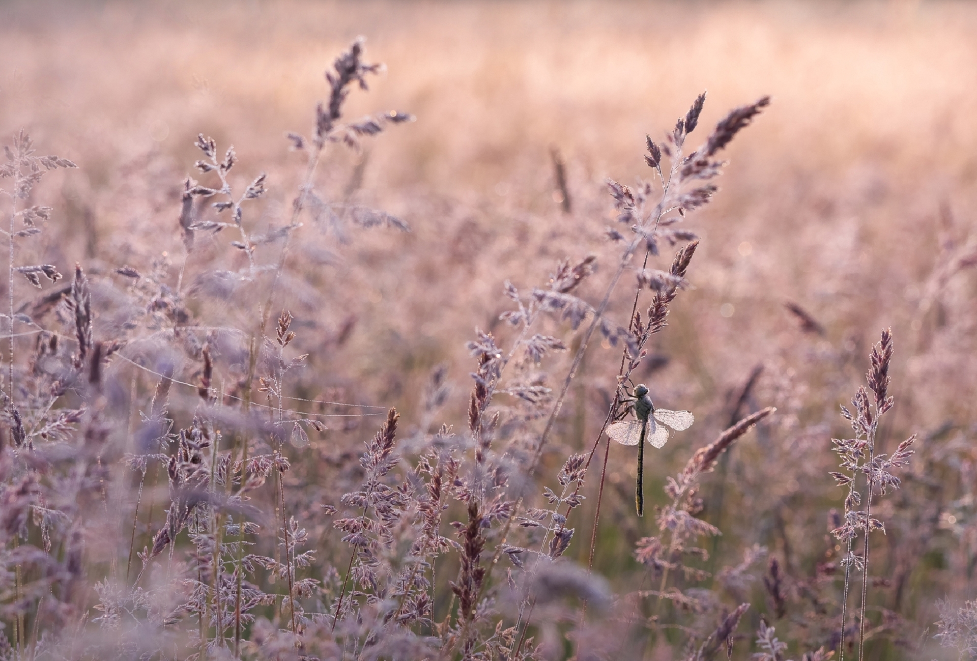 17_morgendliche Sommerwiese mit Libelle.jpg