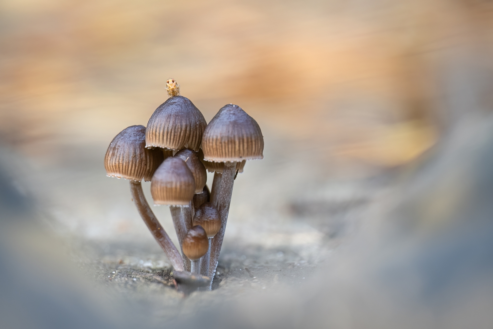 22_Pilz mit Aussicht.jpg