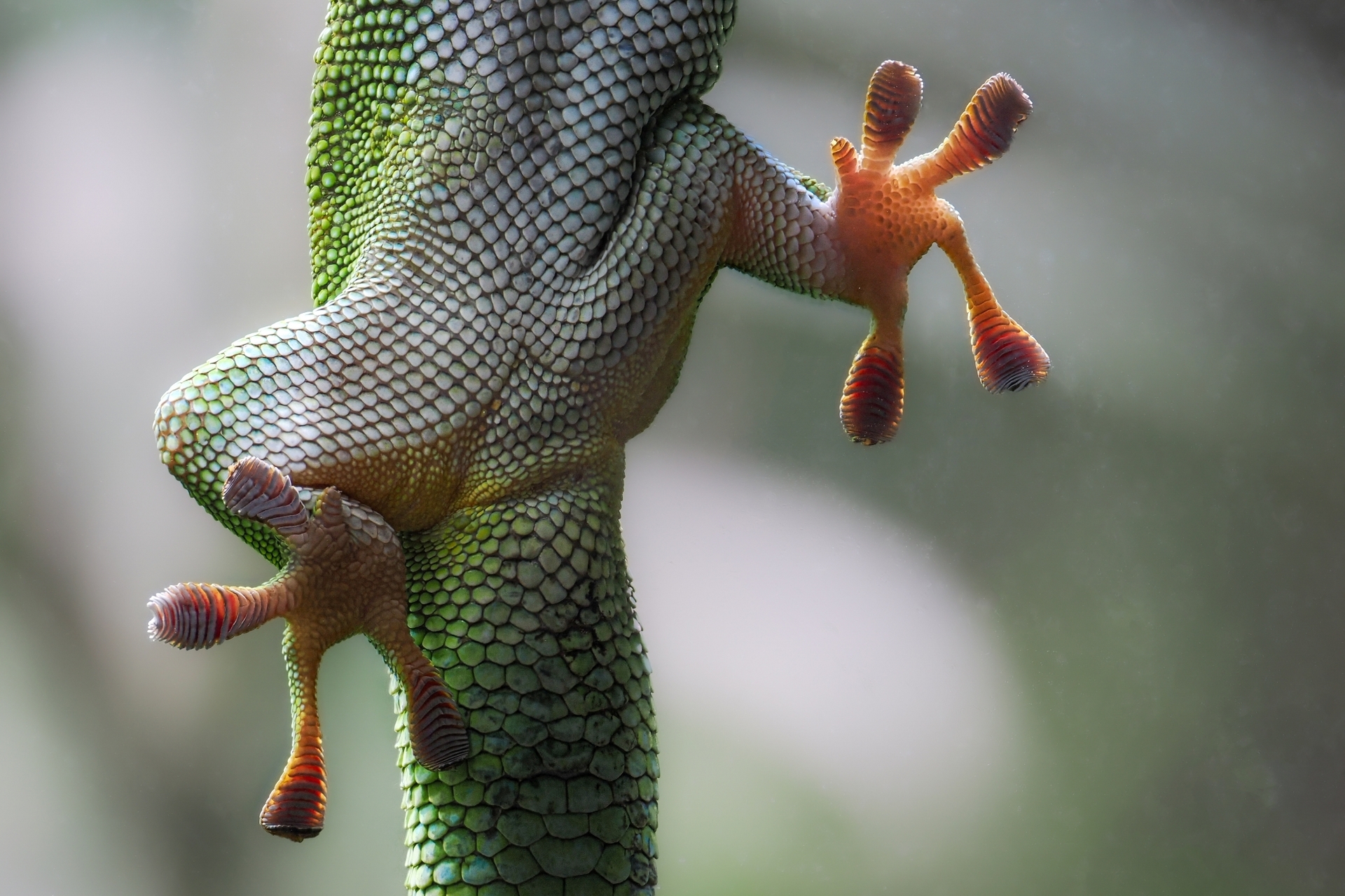 23_Gecko an Glasscheibe.jpg