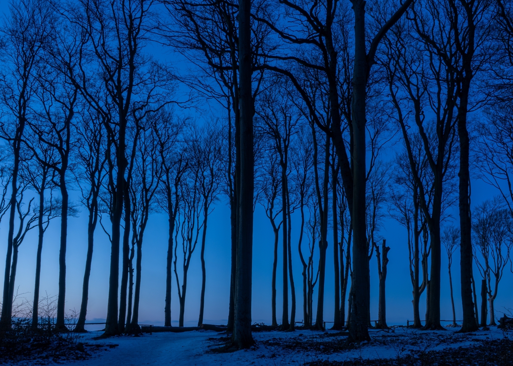 30_Blaue Stunde im winterlichen Gespensterwald.jpg