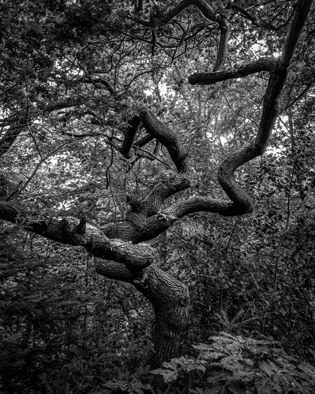 Baum in sw
