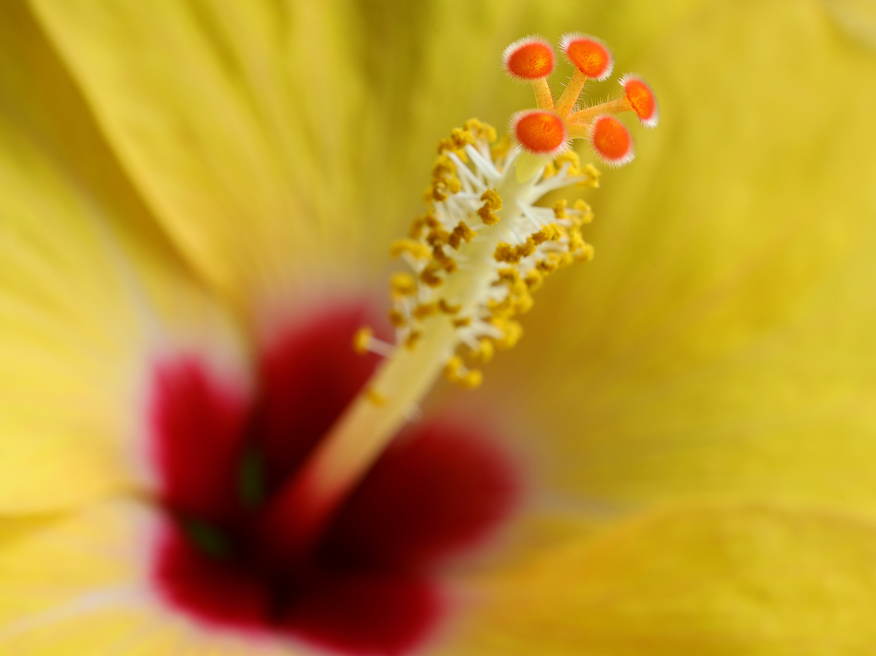 Platz 16 Hibiskus