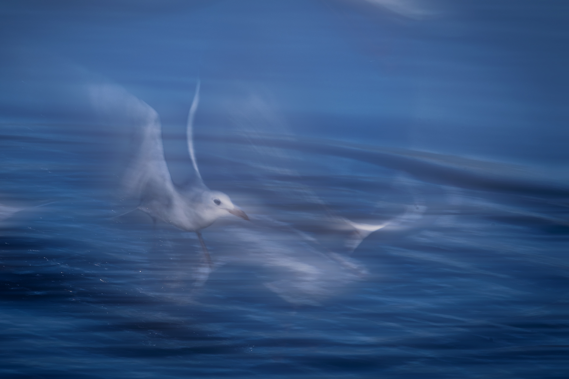 Möwen im Flug
