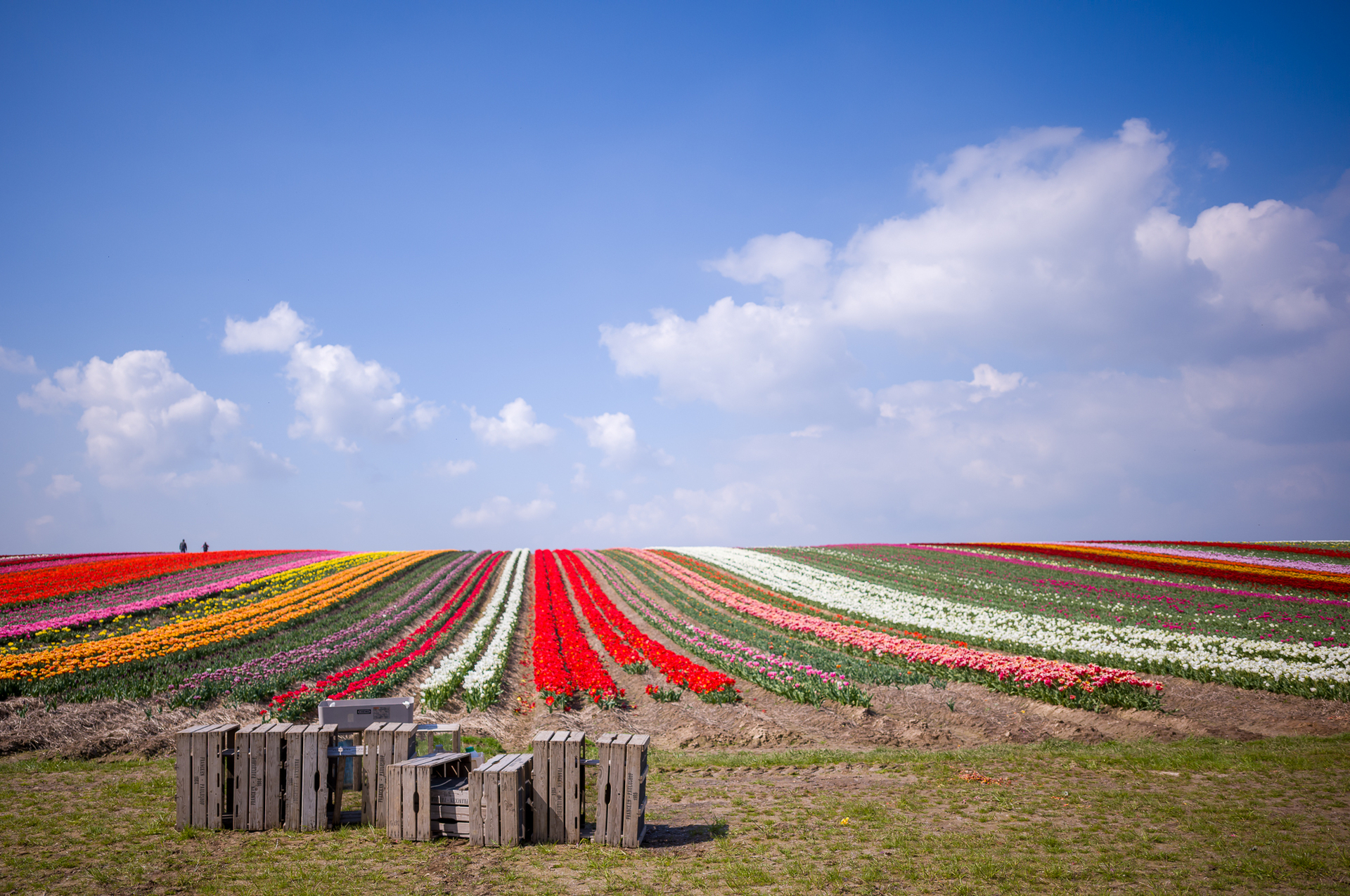 Tulpen in Grevenbroich.jpg