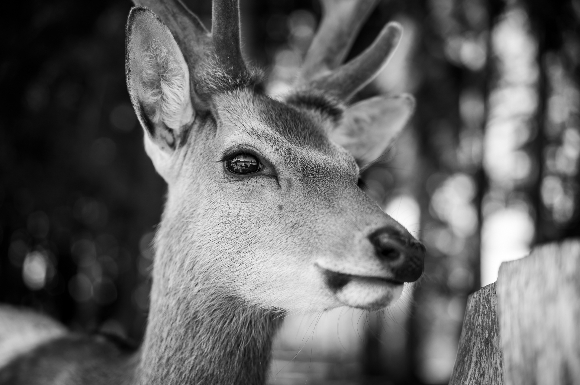 Wilde Tiere 2.jpg