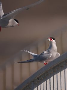 Küstenseeschwalben