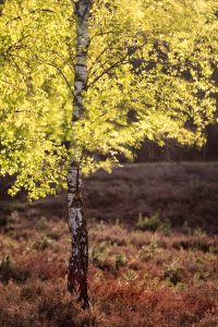 Starker Anschnitt