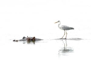 The Hitchhiker