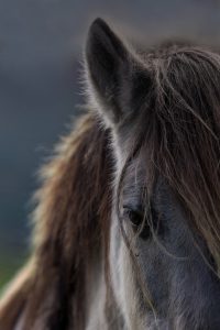 Wildes Pferd ganz zahm