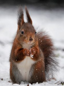 Winterhîrnchen