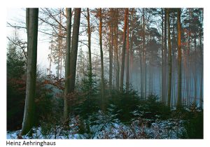 2014 02 Baum Wald B06 HeinzAehringhaus