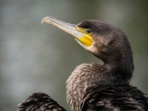 Auge in Auge mit dem Kormoran