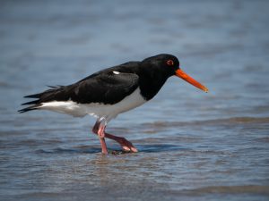 Austernfischer auf Norderney