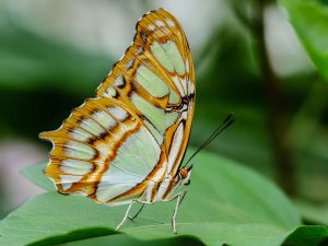 Schmetterlings Makro