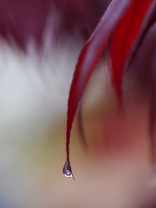 raindrop is falling....