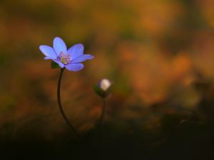 Leberblümchen