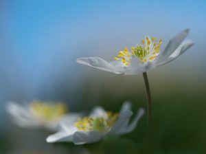 Buschwindröschen