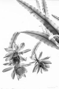 Harry Handschuh - BBI 2019 09 (Thema: Blumen kreativ)