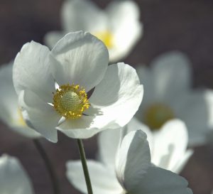 Monika Böger - BBI 2019 09 (Thema: Blumen kreativ)