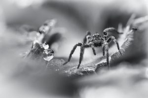 Natur in schwarzweiß und monochrom