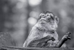 Natur in schwarzweiß und monochrom