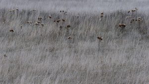 Natur in schwarzweiß und monochrom